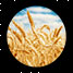 Wheat field.