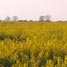 GM crops