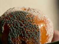 Mould on fruit