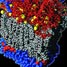 Bacterial membrane