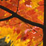 Tree colours in autumn