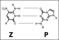 Extra DNA letters