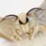 Silk moth