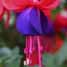 fuscia flower
