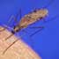 Anopheles gambiae