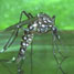 Female Aedes aegypti mosquito
