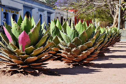 Agave plants