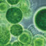 algae