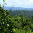 Amazon rainforest in Suriname