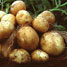 GM potatoes