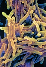 Tuberculosis bacteria