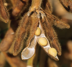Syngenta's sales soar