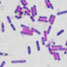 Bacillus subtilis
