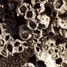 Barnacle glue