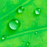 lotus leaf