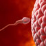 Sperm and egg