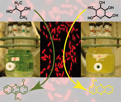 Bioelectrochemical systems with the bacteria P. aeruginosa with glucose (right) and 2,3-butanediol (left)