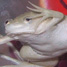 xenopus laevis