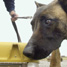 dof sniffing