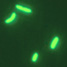 E coli