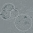 nanospheres