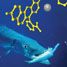 blue fish