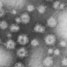 nanoparticles