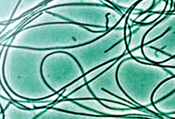 Photosynthesis works 'by quantum computing'