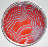 Petri dish