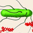 Aptamer-tagged bacterium