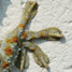gecko's foot