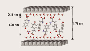 Biological molecules can be held between inorganic layers