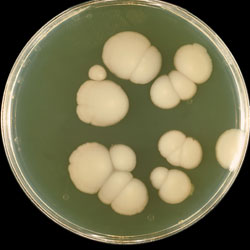 Candida albicans