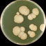 Candida albicans