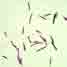 Clostridium