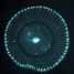 Aequorea jellyfish