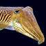 Cuttlefish