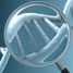 DNA rigidity examined