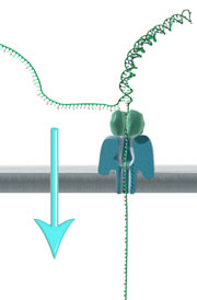 Nanopore sequencing