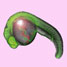 Zebrafish embryo