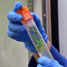 Plants in test tubes