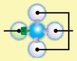 Droplet network