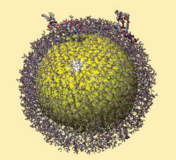 peptides assembling on gold nanoparticle