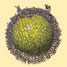 Peptides assembling on gold nanoparticle