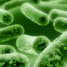 E. coli