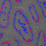 Section of mouse intestine showing nuclei where freshly synthesised DNA has undergone click chemistry to stain red