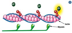 Diagram of a protein-based machine