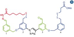 Leigh's molecular walker - chemical structures