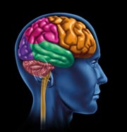 The human brain