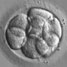 Embryo